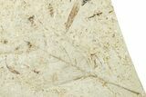 Fossil Leaf Plate - Green River Formation, Utah #256809-2